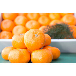 ≪期間限定・数量限定≫セレクションコースおすすめ景品【有田みかん】