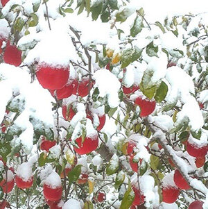 ≪期間限定・数量限定≫セレクションコースおすすめ景品【樹齢百年以上の木から収穫したプレミアムなりんごや青森県産りんごサンふじ・金星など】