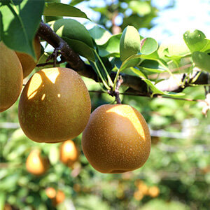 ≪期間限定≫セレクションコースおすすめ景品【鳥取県産「王秋梨」】